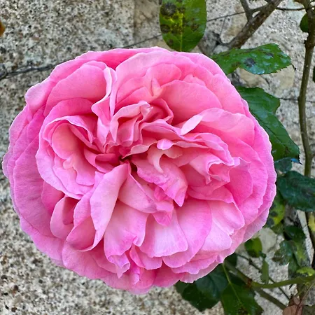 & Chateau De La Cote - Brantome Hotel Biras