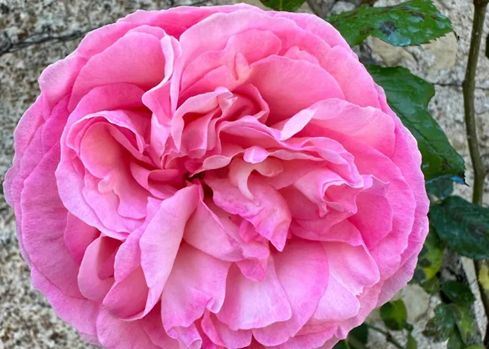 & Chateau De La Cote - Brantome מלון Biras